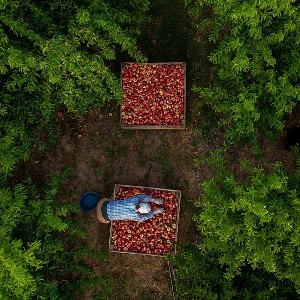 Xây dựng và nông nghiệp là hai ngành chịu ảnh hưởng lớn nhất từ các đợt nắng nóng cực đoan tại châu Âu. Ảnh: AP/Emilio Morenatti