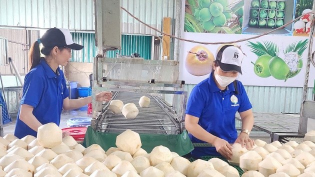 Vietnamese coconuts set to solidify leading position in Taiwan (China)