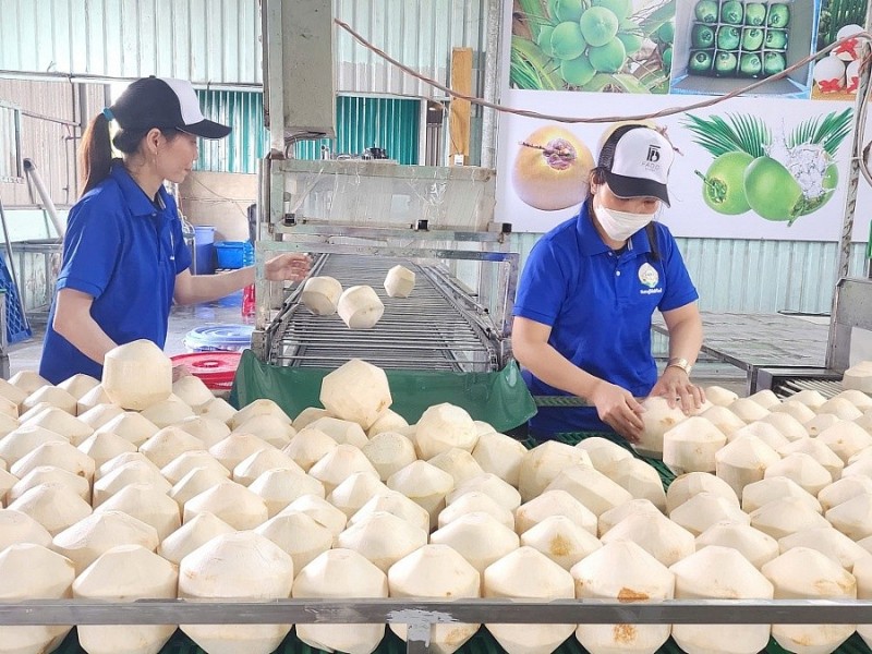 Vietnamese coconuts set to solidify leading position in Taiwan (China)