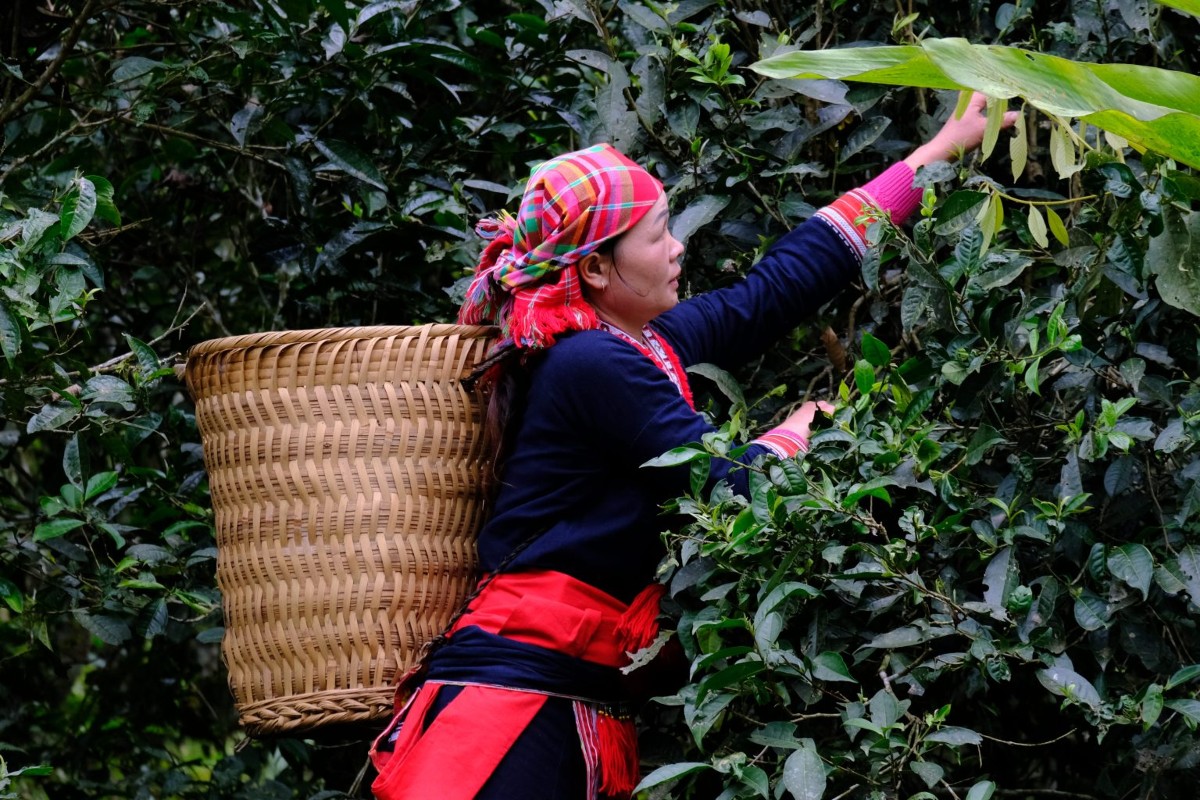 Các “tea tour” đưa du khách trực tiếp đến vùng nguyên liệu, trải nghiệm hái chè, sao chè, thưởng trà.