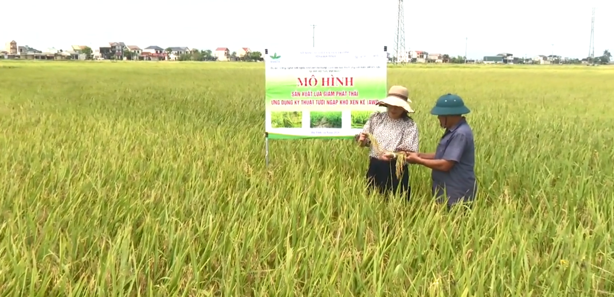 Mô hình canh tác lúa theo kỹ thuật tưới ngập - khô xen kẽ giúp giảm phát thải khí nhà kính và tiết kiệm nước tưới