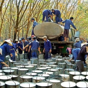 Thu hoạch mủ cao su tại một công ty thành viên của VRG.