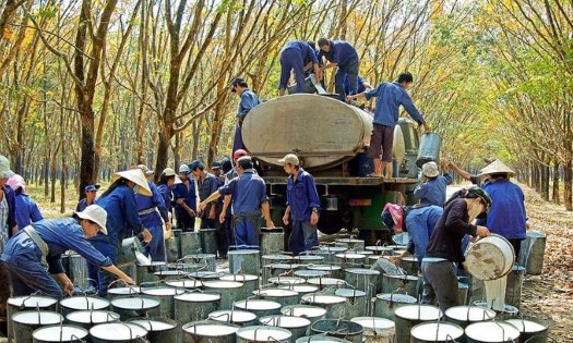 Thu hoạch mủ cao su tại một công ty thành viên của VRG.