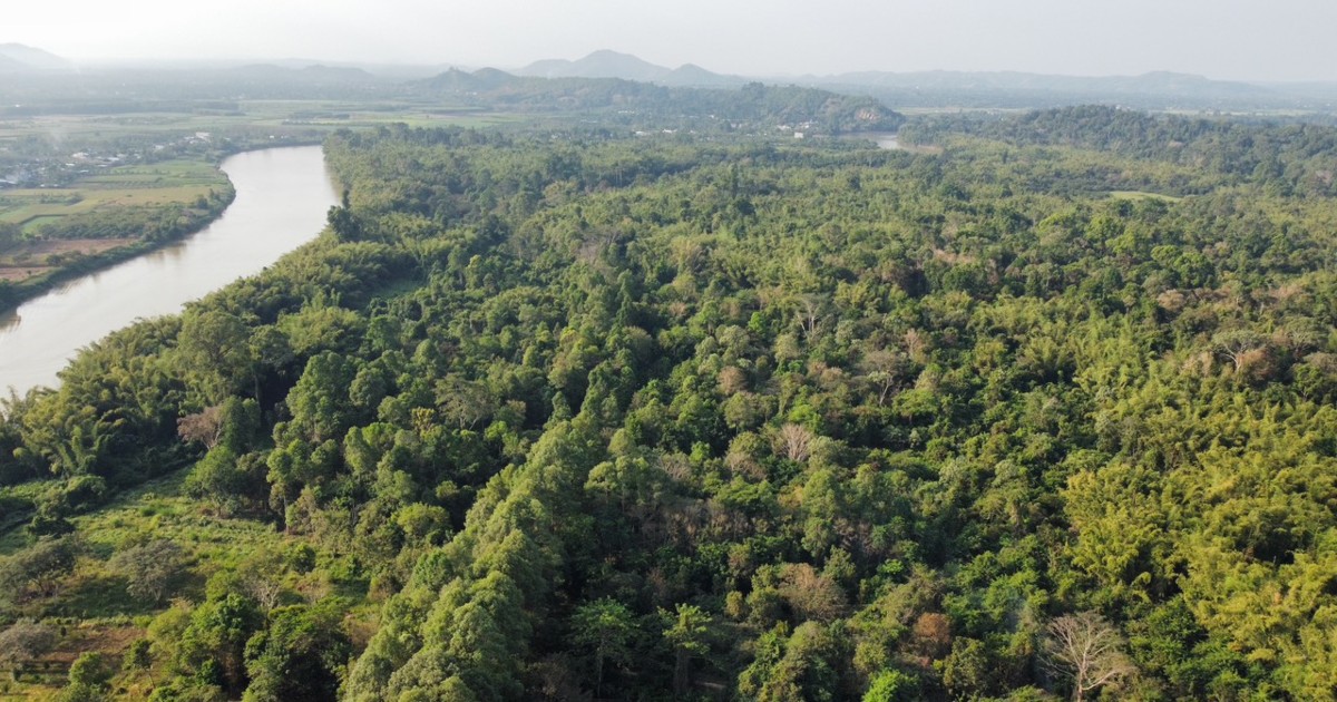Hoàn thiện hành lang pháp lý phát triển thị trường carbon rừng Việt Nam