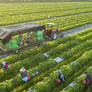 Ứng dụng khoa học công nghệ giúp nông nghiệp tăng trưởng. Ảnh minh họa.