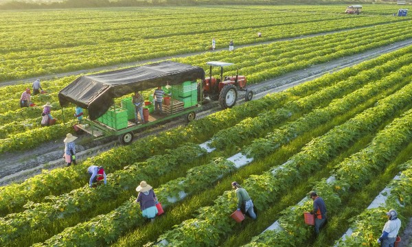Ngành Nông nghiệp và Môi trường 6 tháng đầu năm 2026: Cải cách mạnh mẽ, xuất khẩu tăng trưởng cao