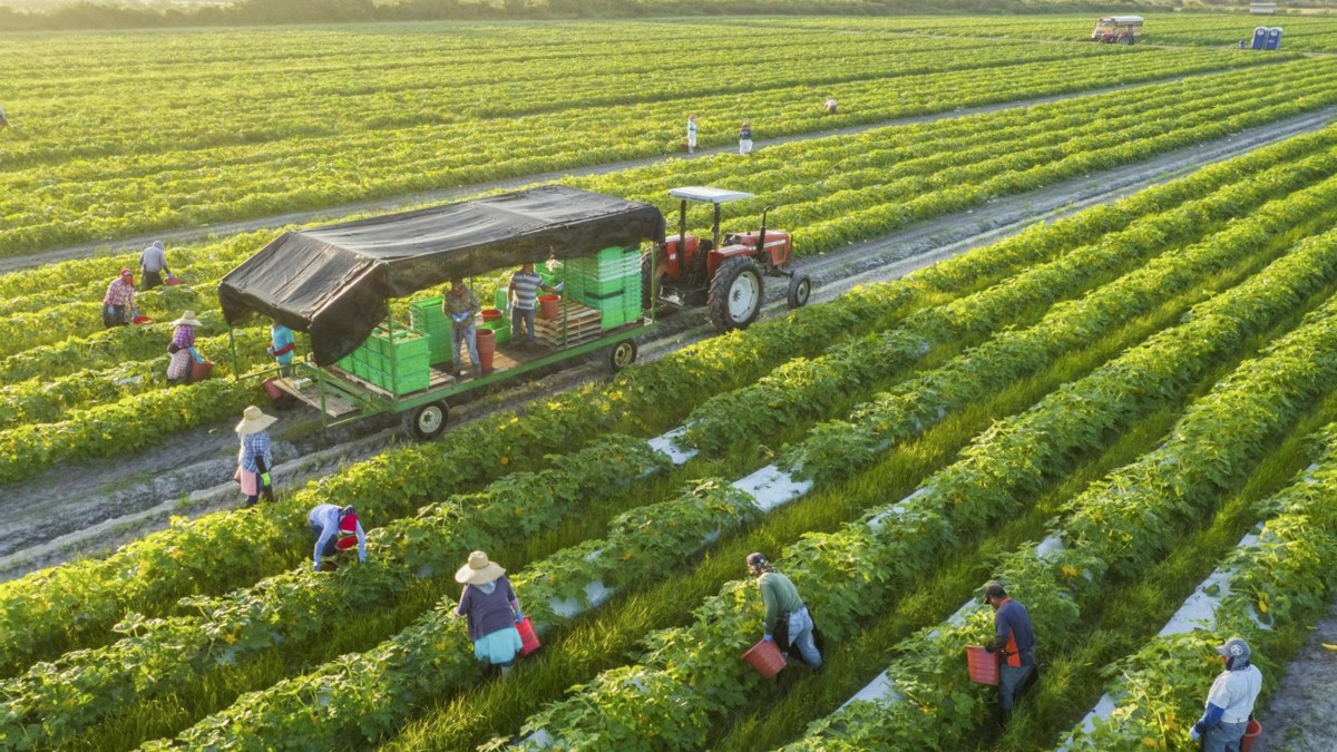 Ứng dụng khoa học công nghệ giúp nông nghiệp tăng trưởng. Ảnh minh họa.