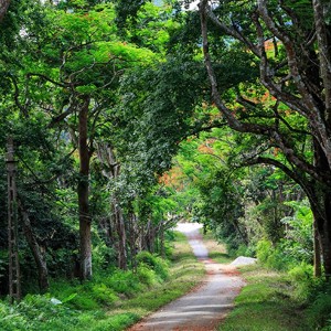 Vườn quốc gia Cúc Phương. Ảnh minh họa.