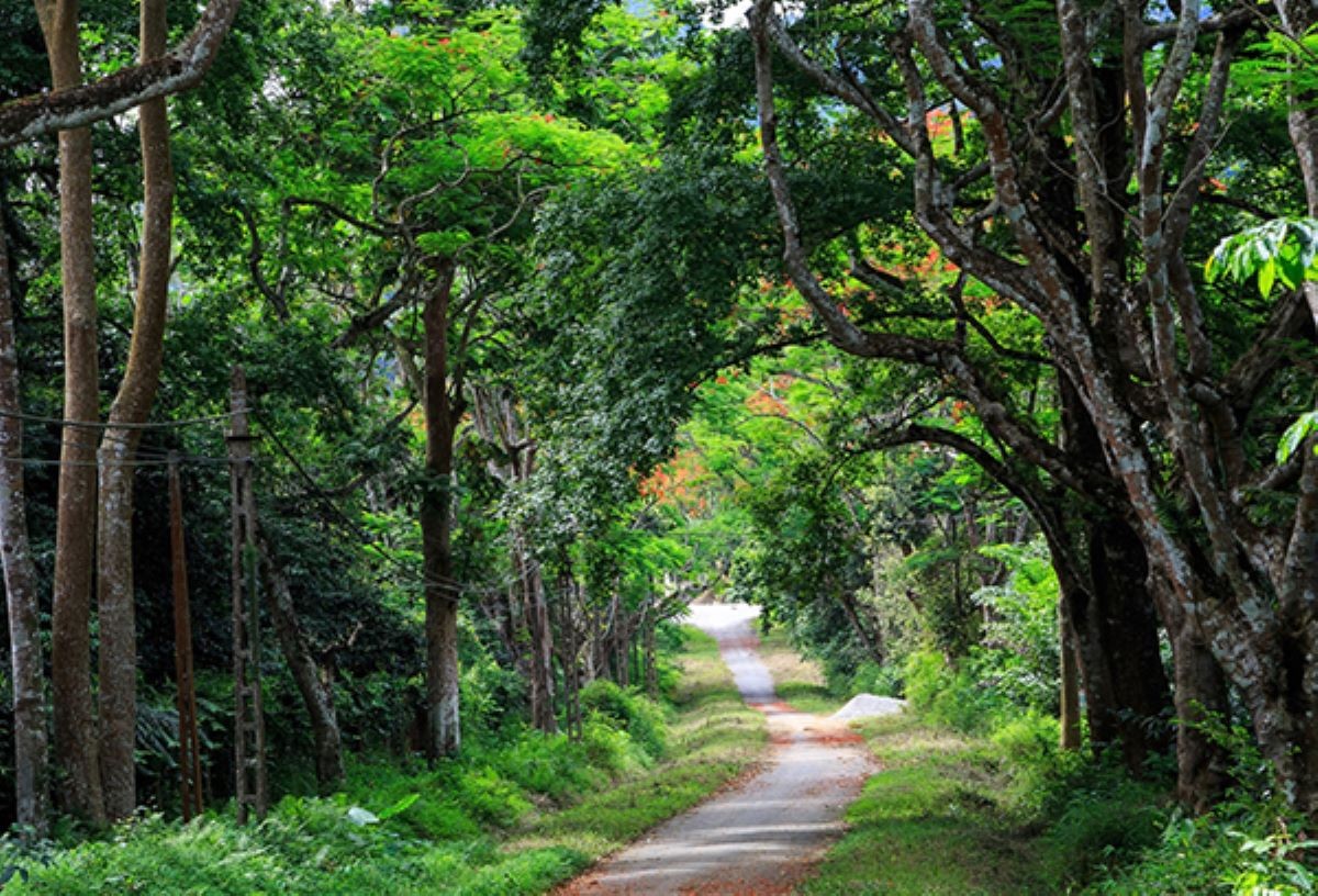 Vườn quốc gia Cúc Phương. Ảnh minh họa.