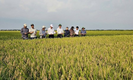 Diện tích lúa đông xuân giảm, nhưng sản lượng vẫn tăng. Ảnh minh họa.