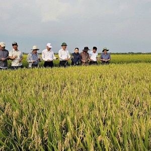 Diện tích lúa đông xuân giảm, nhưng sản lượng vẫn tăng. Ảnh minh họa.