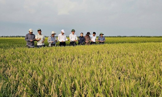 Diện tích lúa đông xuân giảm, nhưng sản lượng vẫn tăng. Ảnh minh họa.