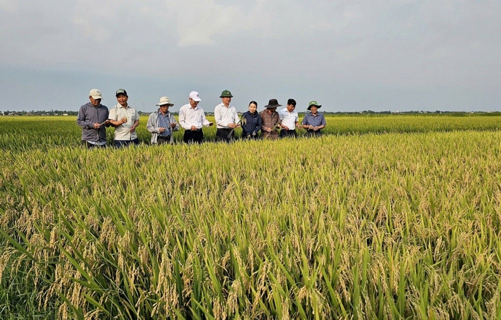 Diện tích lúa đông xuân giảm, nhưng sản lượng vẫn tăng. Ảnh minh họa.