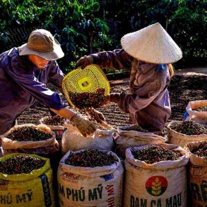 Giá cà phê tăng trở lại mức 89.000 đồng/kg, nông dân phấn khởi. Ảnh minh họa.