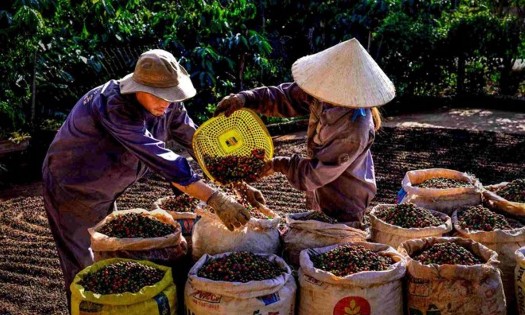 Giá cà phê tăng trở lại mức 89.000 đồng/kg, nông dân phấn khởi. Ảnh minh họa.