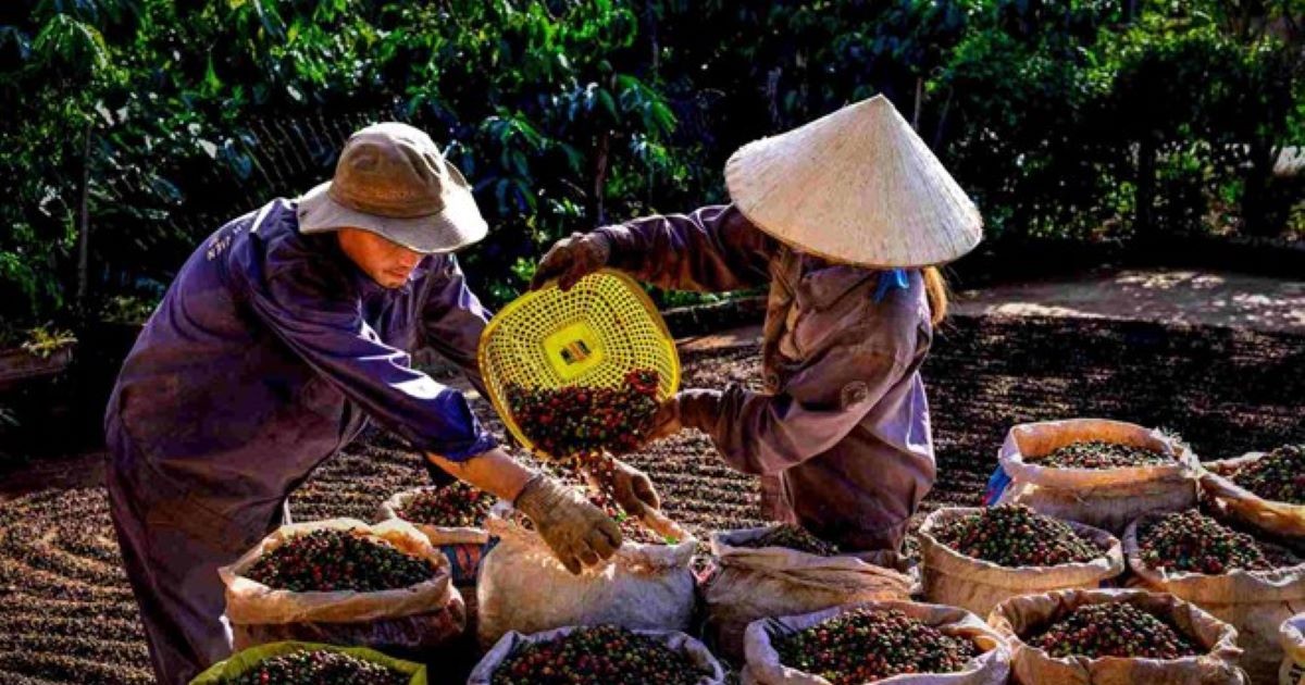 Giá nông sản tháng 6 biến động trái chiều, cà phê trở lại mốc 89.000