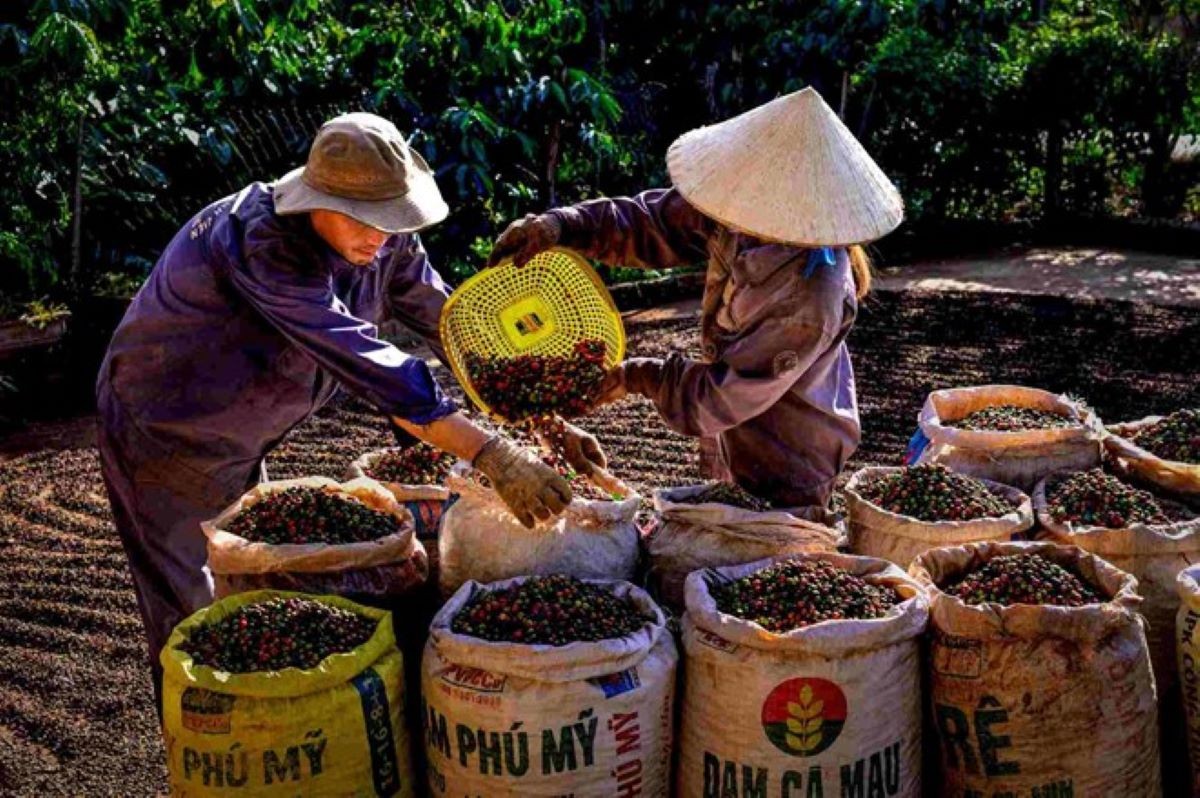 Giá nông sản tháng 6 biến động trái chiều, cà phê trở lại mốc 89.000