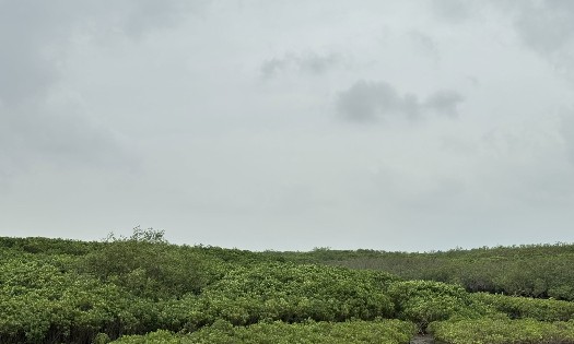 Rừng ngập mặn ở xã Kim Đông, tỉnh Ninh Bình. Ảnh: Đại sứ quán Hà Lan tại Việt Nam.