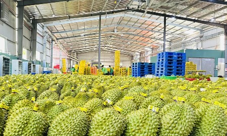 Xuất khẩu rau quả tăng trưởng mạnh nhờ nguồn cung ổn định và quản lý vùng trồng
