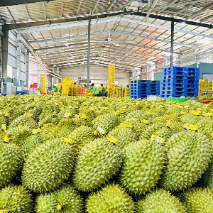 Xuất khẩu rau quả tiếp tục là điểm sáng
