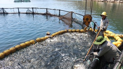 Fisheries sector grows over 4.8%, driven by high-tech aquaculture