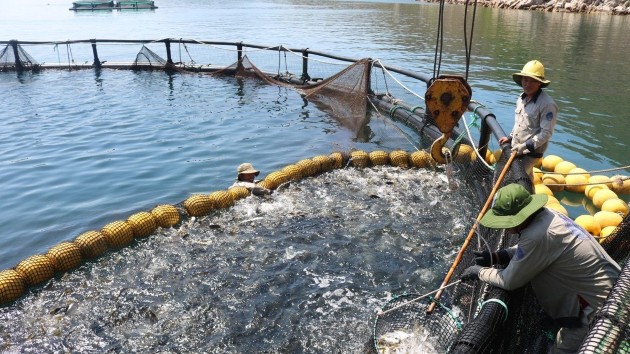 Fisheries sector grows over 4.8%, driven by high-tech aquaculture