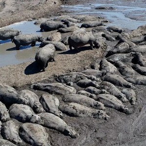 Hạn hán kéo dài do El Niño tại miền Bắc Botswana trong năm 2024 đã ảnh hưởng nghiêm trọng đến cả người dân và hệ sinh thái động vật hoang dã. Ảnh: AFP/Getty Images.