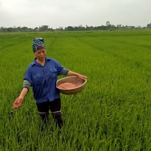Giá phân bón ảnh hưởng trực tiếp đến giá thành sản xuất nông nghiệp. Ảnh minh họa.