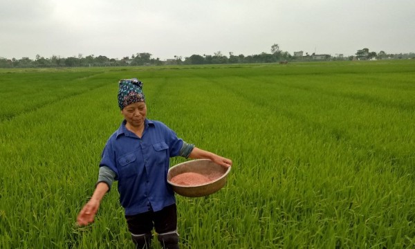 Nhập khẩu vật tư nông nghiệp giảm, giá nội địa vẫn neo ở mức cao