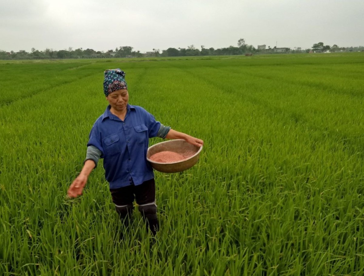Giá phân bón ảnh hưởng trực tiếp đến giá thành sản xuất nông nghiệp. Ảnh minh họa.