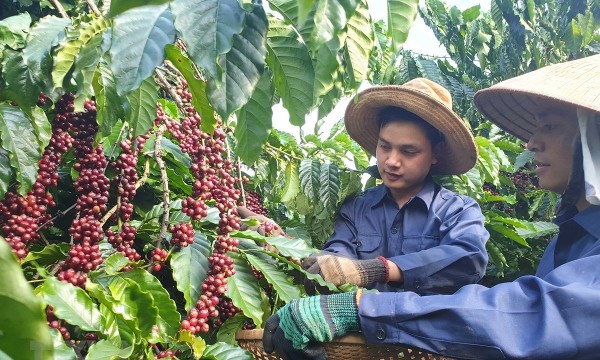 Xuất khẩu cà phê Việt Nam tăng lượng giảm giá và bài học nâng cao giá trị từ EU