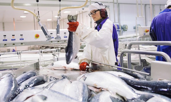 Hoàn tất đàm phán FTA Việt Nam - EFTA, hải sản Na Uy hưởng lợi từ ưu đãi thuế