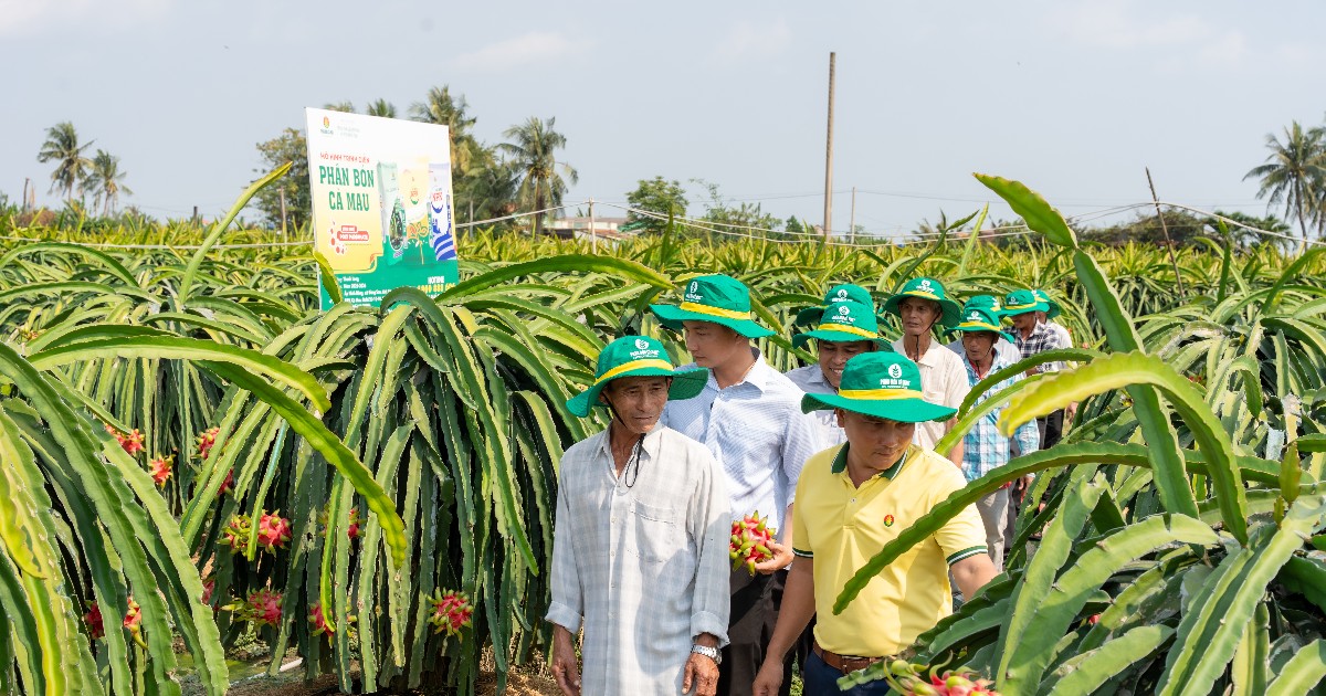 Phân Bón Cà Mau: Điểm tựa cho một mùa vụ vững tin hơn