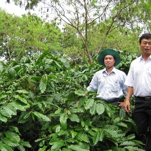 Trồng cà phê phải đáp ứng EUDR. Ảnh: Chu Khôi.