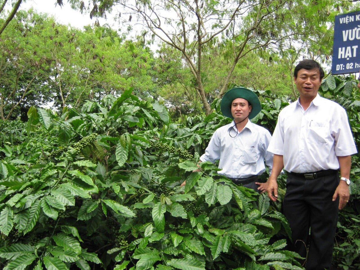 Trồng cà phê phải đáp ứng EUDR. Ảnh: Chu Khôi.
