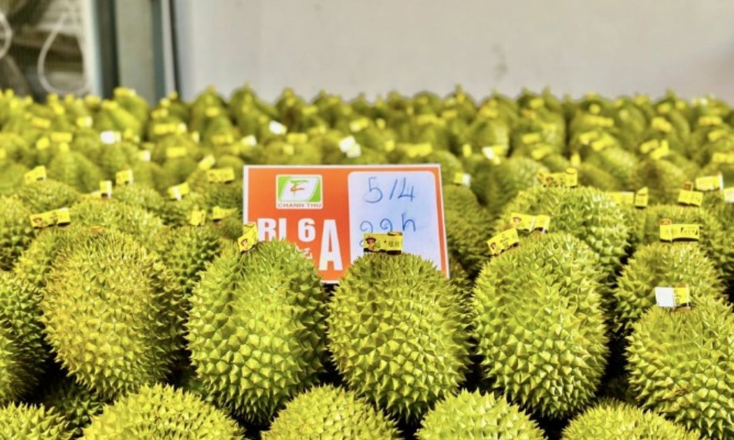 Sầu riêng xuất khẩu phải có mã số vùng trồng.