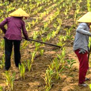 Nông lâm kết hợp đem lại nhiều mục tiêu. Ảnh: Dự án RECAF.