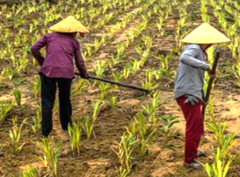 Nông lâm kết hợp đem lại nhiều mục tiêu. Ảnh: Dự án RECAF.