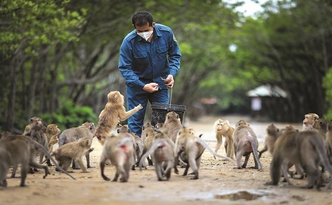 Chương trình quản lý lâm sản giai đoạn 2026 - 2030 của TP.Hồ Chí Minh còn nhằm tăng cường công tác quản lý, bảo vệ động vật hoang dã. Trong ảnh: Khỉ thiên nhiên sống thành bầy đàn ở "đảo khỉ" Cần Giờ. Ảnh: TL