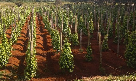 Tháo gỡ điểm nghẽn, “đánh thức” dư địa tăng trưởng mới cho nông nghiệp