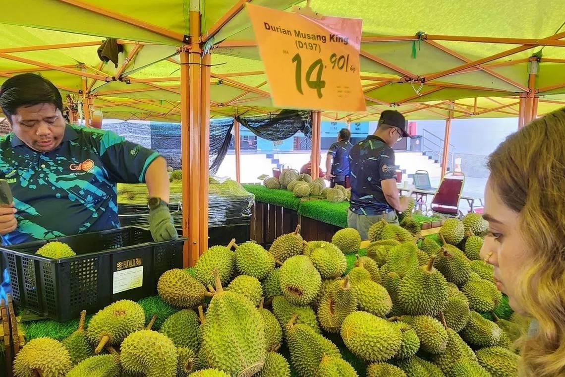 Malaysia đang thúc đẩy kế hoạch vận chuyển sầu riêng tươi sang Trung Quốc bằng đường bộ nhằm giảm chi phí logistics và mở rộng thị trường xuất khẩu, trong bối cảnh dư cung khiến giá sầu riêng lao dốc trong năm 2026. Ảnh: Hazlin Hassan/ST