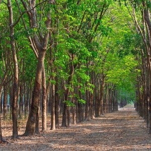 TP.Hồ Chí Minh sẽ thực hiện truy xuất nguồn gốc lâm sản đến từng vùng nguyên liệu. Trong ảnh: Rừng cao su Bình Dương Ảnh: Tico Travel