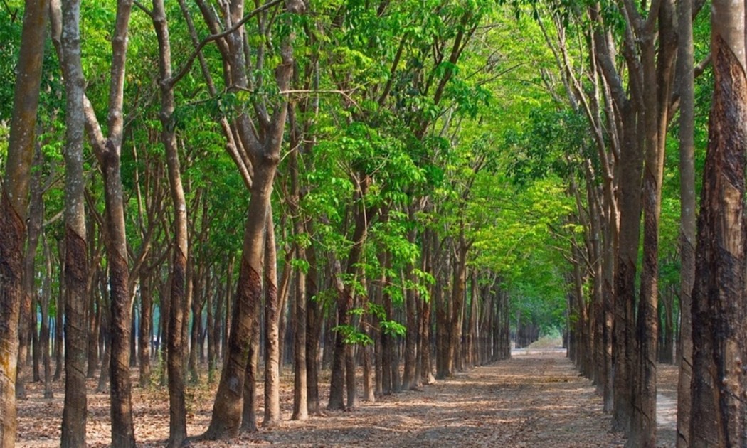 TP.Hồ Chí Minh sẽ thực hiện truy xuất nguồn gốc lâm sản đến từng vùng nguyên liệu. Trong ảnh: Rừng cao su Bình Dương Ảnh: Tico Travel