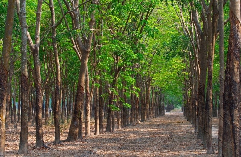 TP.Hồ Chí Minh sẽ thực hiện truy xuất nguồn gốc lâm sản đến từng vùng nguyên liệu. Trong ảnh: Rừng cao su Bình Dương Ảnh: Tico Travel