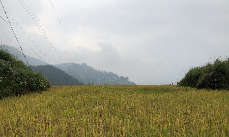 31 triệu USD
