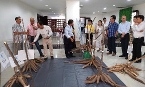 Giống sắn được phát triển từ nghiên cứu của GS. Lê Huy Hàm hội tụ đồng thời nhiều đặc tính ưu việt: Kháng bệnh khảm lá, cho năng suất tinh bột cao và có kiểu hình thân thẳng. Ảnh: Quỹ Thiện tâm.