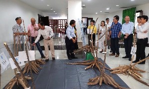 Giống sắn được phát triển từ nghiên cứu của GS. Lê Huy Hàm hội tụ đồng thời nhiều đặc tính ưu việt: Kháng bệnh khảm lá, cho năng suất tinh bột cao và có kiểu hình thân thẳng. Ảnh: Quỹ Thiện tâm.