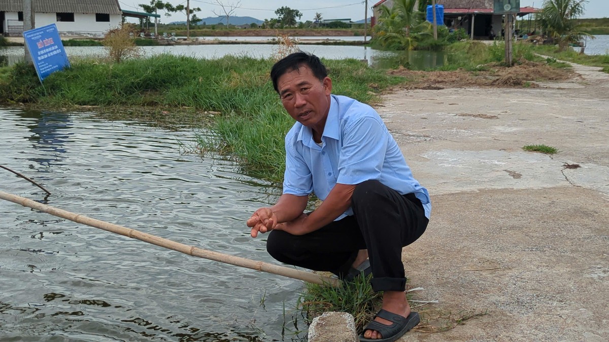Sau gần 30 năm, ý tưởng nuôi tôm càng xanh trên đồng chiêm của ông Ngô Khắc Tạo đã được hiện thực hóa. Ảnh: Nguyễn Thuấn