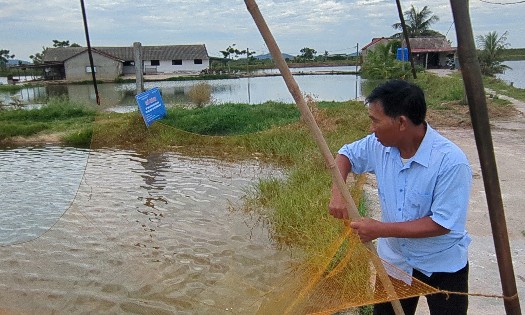 Mô hình luân canh tôm càng xanh - lúa hữu cơ đang được triển khai trên vùng đất chiêm trũng xã Trường Văn (Thanh Hóa). Ảnh: Nguyễn Thuấn