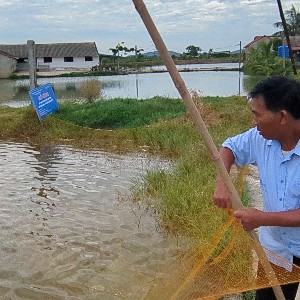 Mô hình luân canh tôm càng xanh - lúa hữu cơ đang được triển khai trên vùng đất chiêm trũng xã Trường Văn (Thanh Hóa). Ảnh: Nguyễn Thuấn